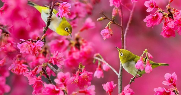 xuan-sang-loc-keo-den-nha,-nguoi-sinh-vao-3-thang-am-lich-nay-tinh-–-tien-do-nhu-son