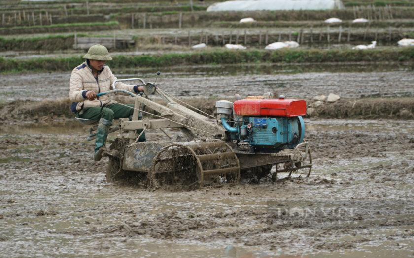 tho-bua-ruong-thue-“chay-so”-dau-nam,-kiem-tien-trieu-moi-ngay