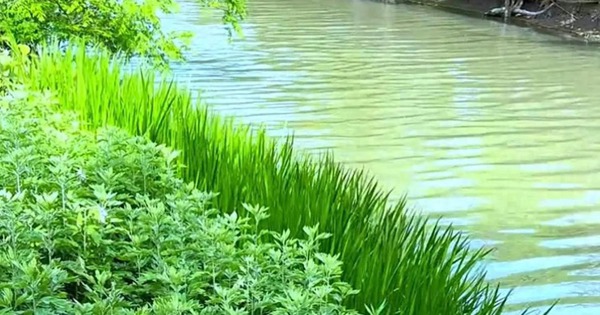 loai-rau-dai,-“bau-vat”-cua-phu-nu,-lam-banh-bao-rat-ngon,-dau-luoi-tran-day-huong-vi-mua-xuan