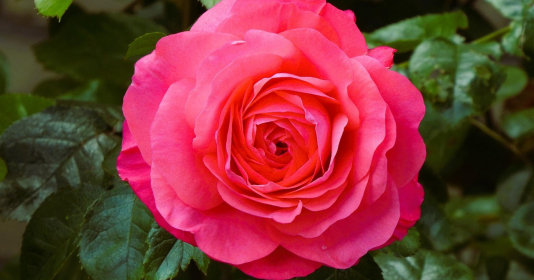 nguoi-sinh-vao-3-khung-gio-am-lich-nay,-nhanh-tri-lai-sang-tao,-sau-tuoi-40-thanh-cong-vang-doi