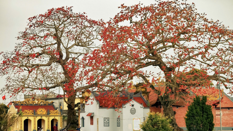 mua-hoa-gao-“dep-dung-hinh”-o-lang-que-thai-binh