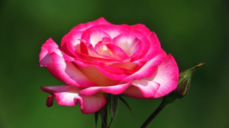 tu-vi-ngay-29/4,-3-con-giap-tran-day-suc-song,-nang-luong-doi-dao,-don-dai-loc,-nhan-tien-ve