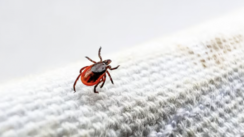 benh-lyme-nguy-hiem-nhu-the-nao?