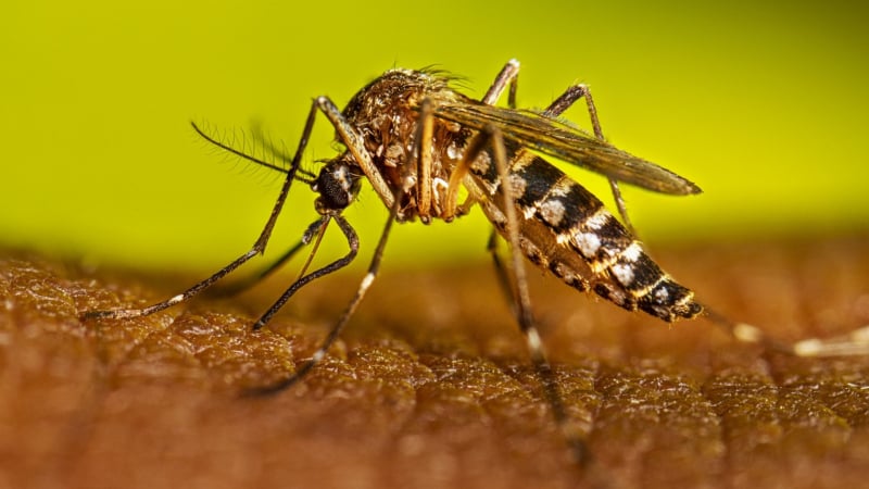 trung-quoc-tha-5-trieu-con-muoi-de-kiem-soat-dich-chikungunya