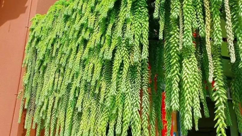 dung-trong-song-doi,-cay-cay-canh-nay-la-ky-quan-ngoan-muc,-tua-thac-nuoc-xanh-tran-day-suc-song