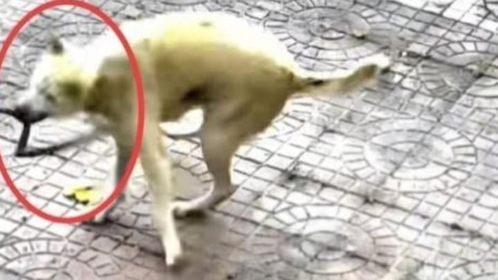 chu-cho-suyt-chet-khi-lao-vao-cuu-chu-khoi-ran-doc