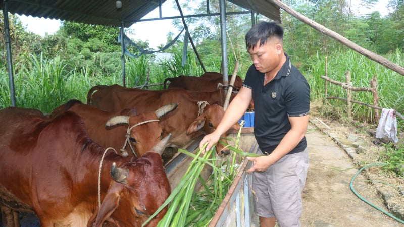 vung-dat-cua-ngo-tuyen-quang-thay-da-doi-thit
