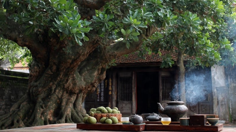 nguoi-xua-dan:-khong-chat-2-cay,-rui-ro-khong-vao,-doi-ngheo-khong-den,-do-la-cay-gi?