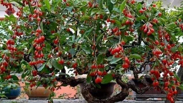 4-cay-canh-trong-trong-chau-nho,-vua-de-an,-vua-lam-ban-cong-them-dep-mat,-lung-linh-goi-nang-ve