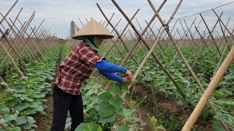 viet-nam-dat-thanh-tuu-an-tuong-trong-giam-ngheo-ben-vung