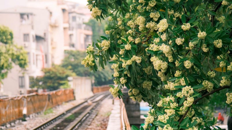 ha-noi-mua-hoa-sua-no-ro:-nguoi-thi-say-dam,-nguoi-am-anh-muon-ban-nha!