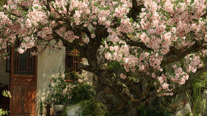 nguoi-xua-dan:-3-cay-canh-vao-nha,-than-tai-vui-toi-cua,-sap-tet,-ruoc-ngay-de-don-loc,-cau-may