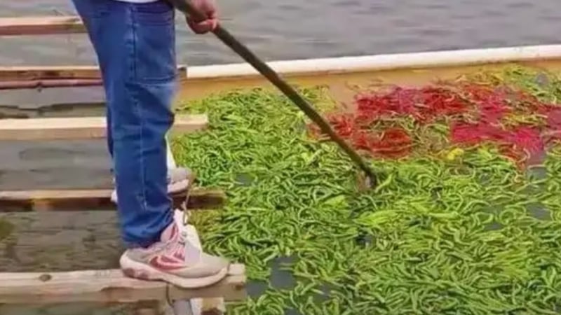 chu-ao-cho-ca-an-5-tan-ot-moi-ngay,-thit-thom-ngon-den-ky-la,-dan-mang-keu-kho-tin!