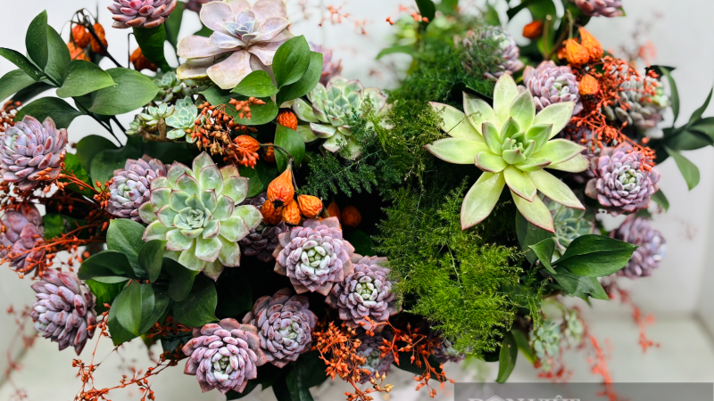 nhung-loai-hoa-doc-la,-co-tinh-ben-lau-“len-ngoi”-dip-tri-an-nha-giao-viet-nam-20/11