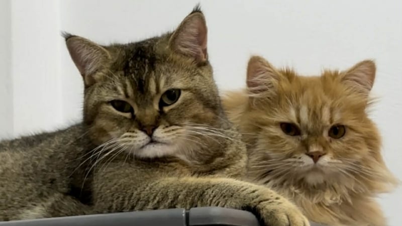 gioi-tre-uu-tien-thoi-gian,-tien-bac…-nuoi-thu-cung-hon-la-tim-kiem-tinh-yeu