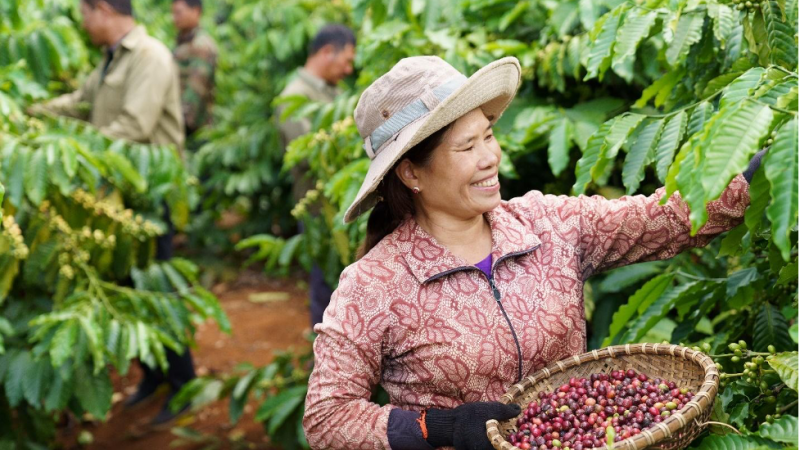 hanh-trinh-15-nam-nescafe-plan-va-vai-tro-nang-tam-gia-tri-hat-ca-phe-viet-cua-nguoi-nong-dan