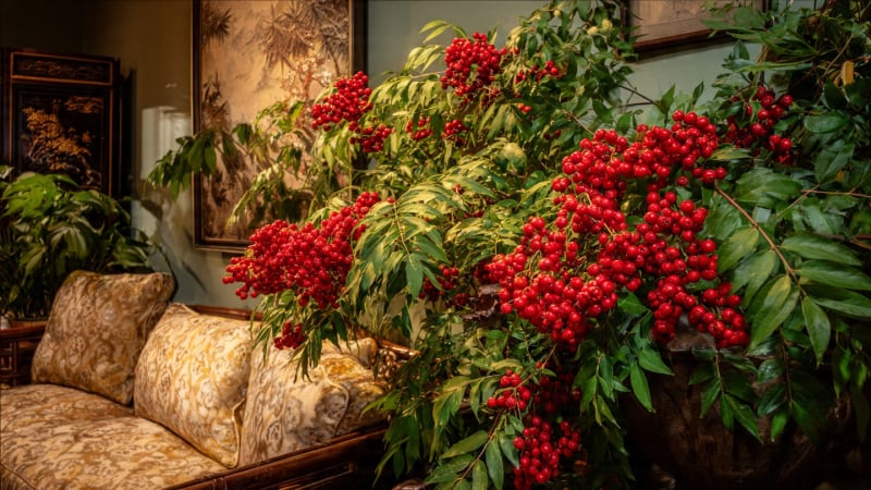 4-cay-canh-nha-giau-thuong-bi-mat-trong,-khong-ngac-nhien-khi-ho-ngay-cang-giau-co,-thinh-vuong