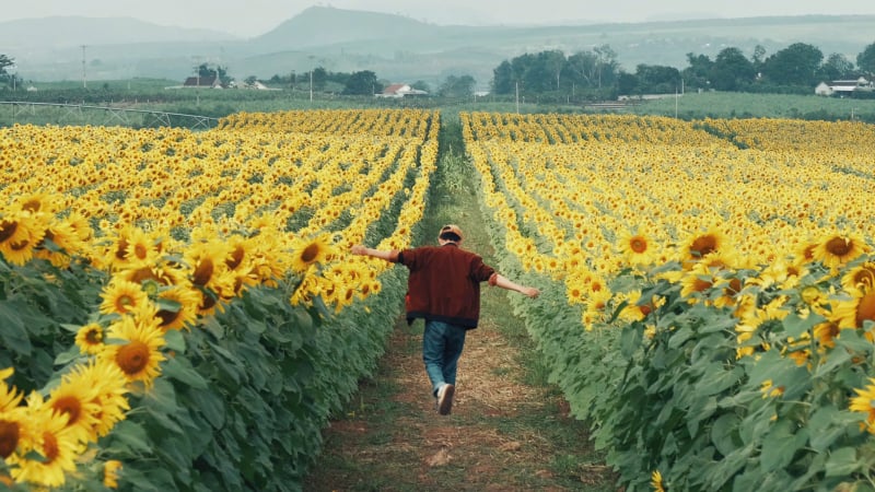 gioi-tre-xuyt-xoa-truoc-ve-dep-tua-thien-duong-cua-doi-hoa-huong-duong-xu-nghe