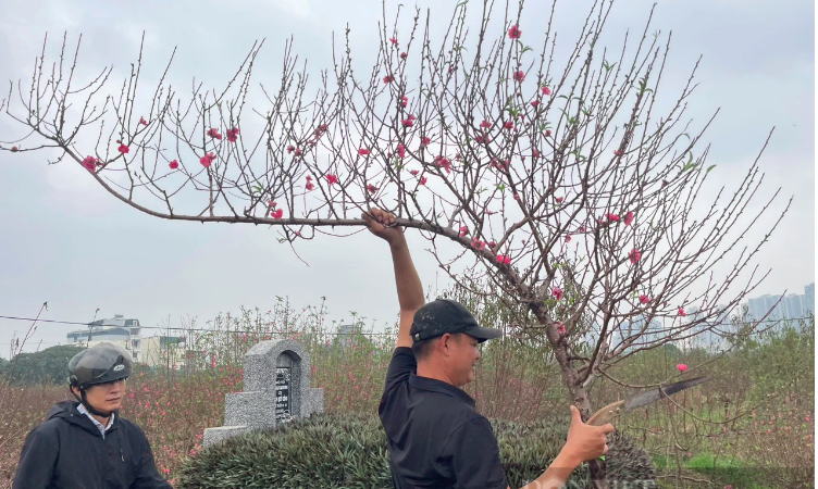 lang-dao-nhat-tan-can-tet-2026:-nong-dan-nin-tho-cho-thoi-tiet