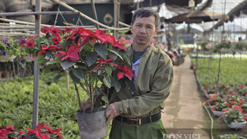 hung-yen:-thu-phu-hoa-xuan-quan-vao-mua,-hon-nua-san-luong-da-co-chu,-chu-vuon-lai-lon