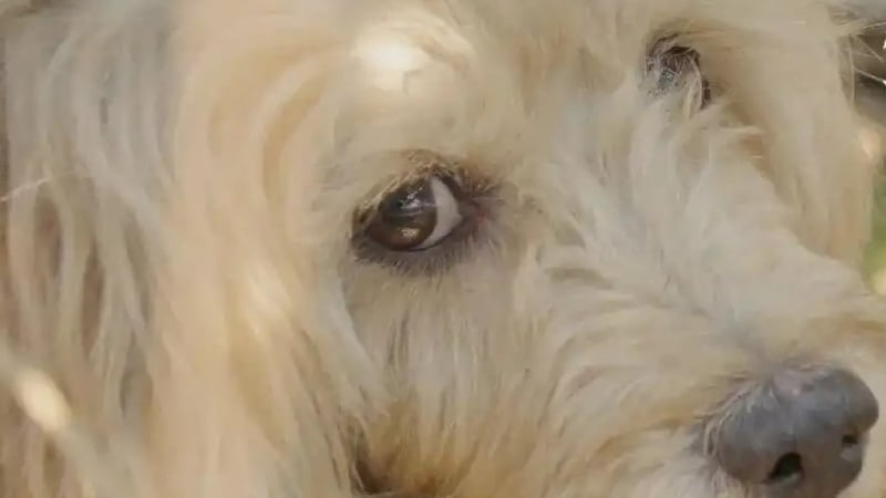 khong-biet-chu-qua-doi,-chu-cho-ngay-ngay-mon-moi-cho-truoc-cua,-nhin-an,-khien-nhieu-nguoi-roi-le