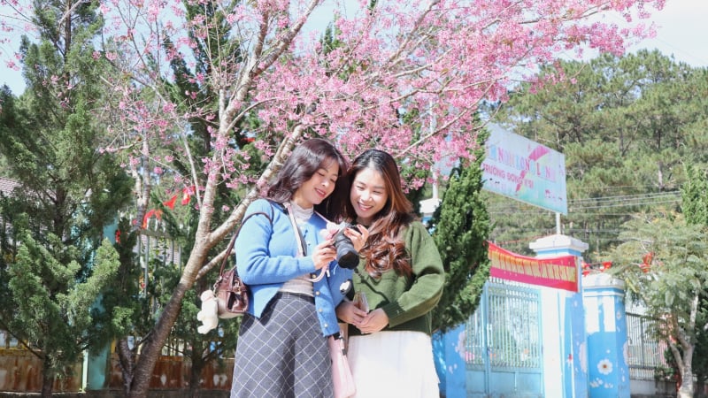 me-man-khung-canh-tua-phim-cua-hoa-mai-anh-dao-ngoai-o-da-lat