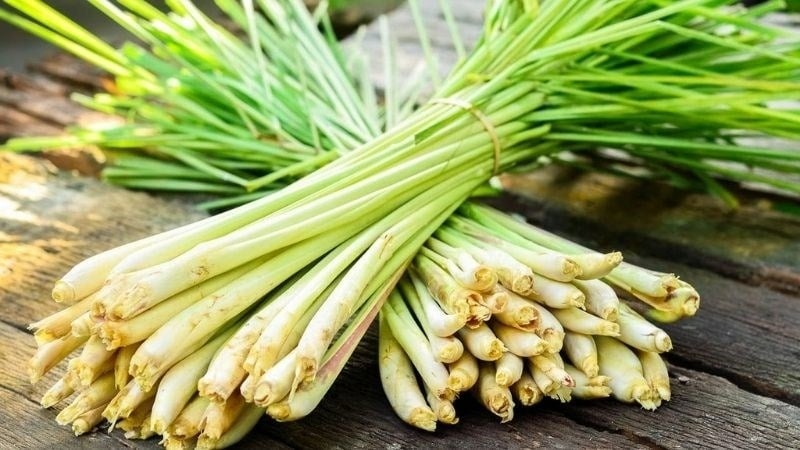 vi-sao-cay-sa-duoc-xem-la-thao-duoc-tu-nhien-de-tim-nhat?