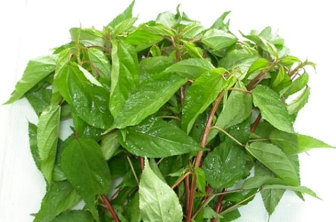 loai-rau-hiem-khi-“ngam”-thuoc-tru-sau,-troi-tay-me-tit:-ra-cho-viet-la-thay-day