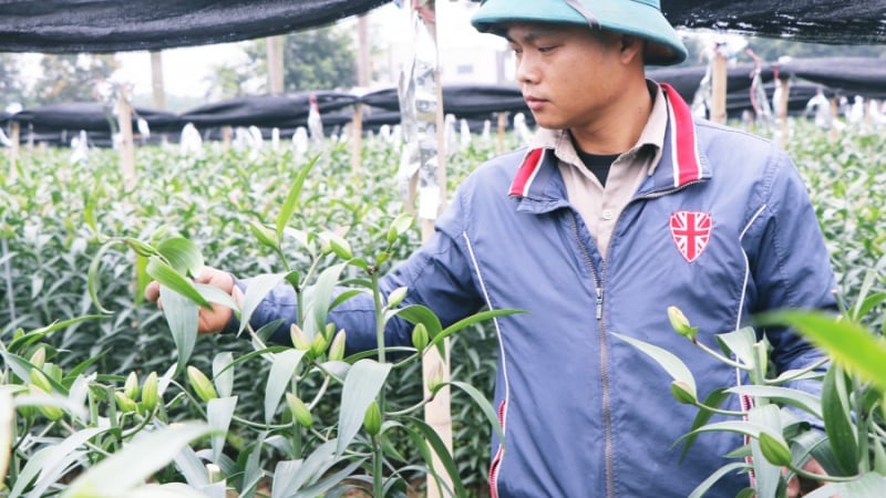 nguoi-dan-xot-xa,-bat-khoc-khi-vuon-hoa-ly,-hoa-hong-co-ban-tet-bi-ke-gian-pha-hoai