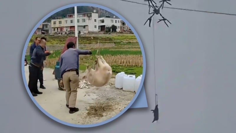 lon-treo-lo-lung-tren-day-dien-khien-ca-lang-chim-trong-bong-toi-suot-10-gio