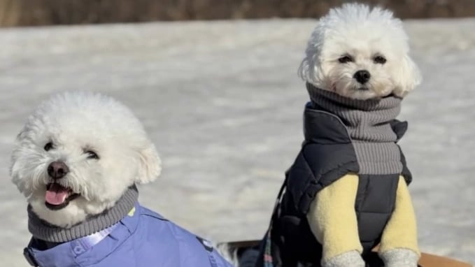 nguoi-han-dua-thu-cung-di-nghi-duong-resort-5-sao-dip-tet