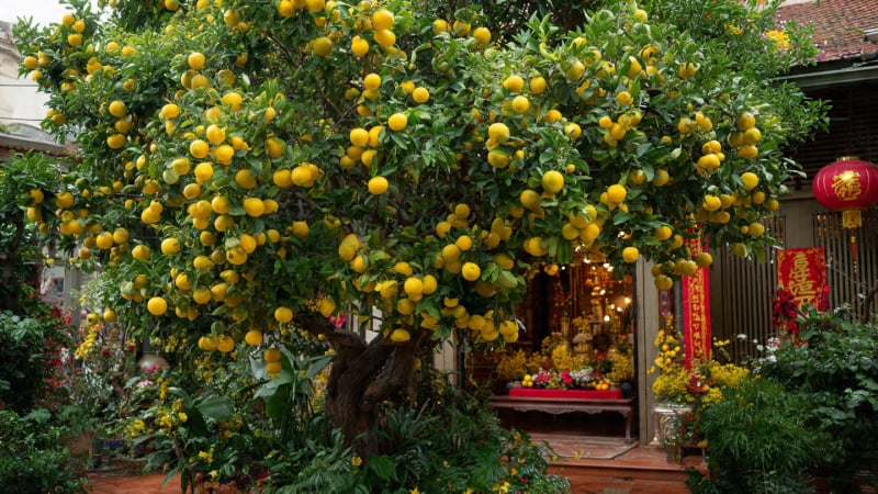 5-cay-canh-vang-treo-day-canh,-bay-trong-nha-vao-dip-tet,-nam-moi-hut-tai,-thu-loc,-chieu-may-man