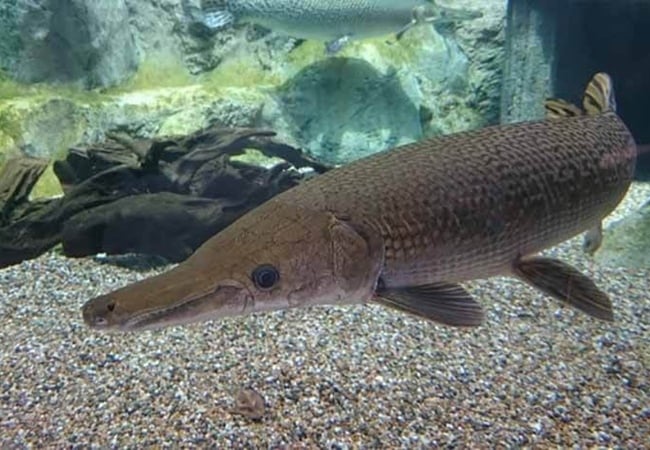 11-nguoi-o-thanh-hoa-nghi-bi-ngo-doc-sau-khi-an-trung-ca-sau-hoa-tien