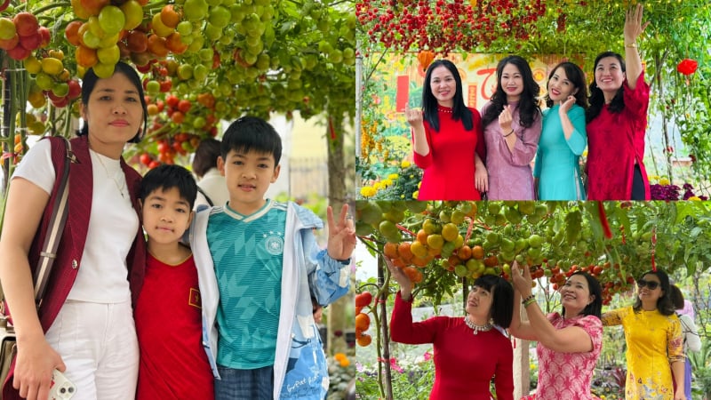 vuon-ca-chua-do-ruc-sai-luc-liu,-hut-khach-toi-chup-anh-dau-nam