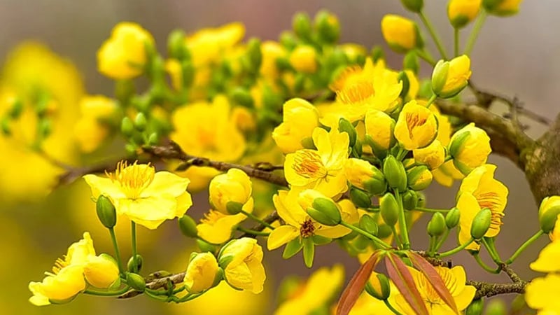 cach-cham-soc-hoa-mai-sau-tet?-cach-cat-tia-hoa-mai-sau-tet-de-nam-sau-tiep-tuc-ra-hoa