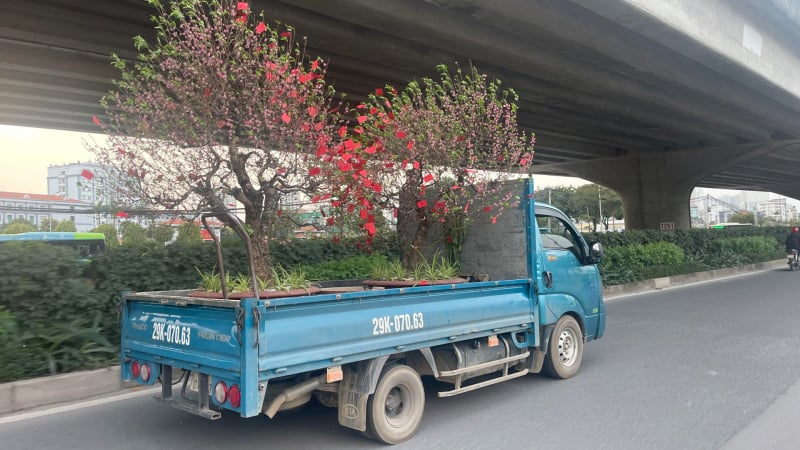 sau-tet-nha-vuon-tat-bat-nhan-trong-dao-thue,-chuan-bi-vao-vu-moi