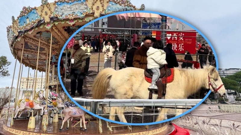 du-quay-dung-ngua-that-gay-phan-no,-bi-to-nguoc-dai-dong-vat