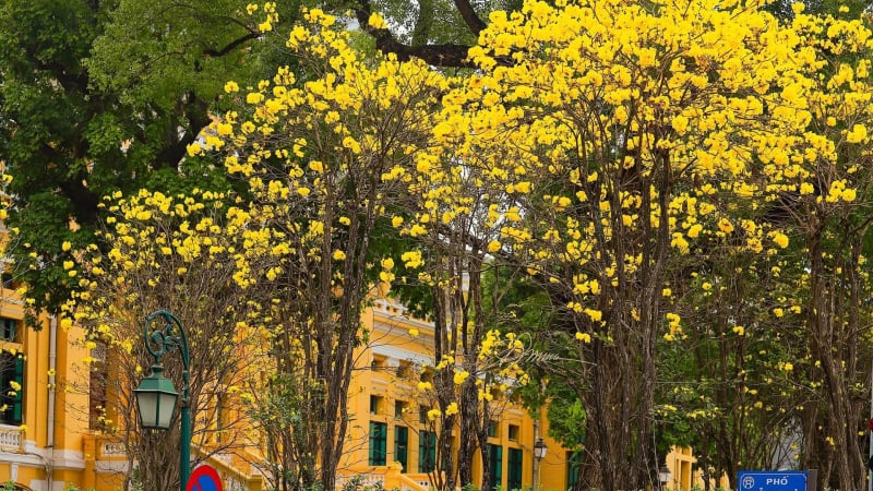 ngo-ngang-sac-vang-hoa-phong-linh-nhuom-ruc-ro-pho-phuong-ha-noi