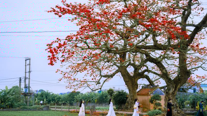 dep-hut-hon-mua-hoa-gao-no-ro-nhu-nhung-dom-lua-thap-sang-ca-vung-que-hung-yen