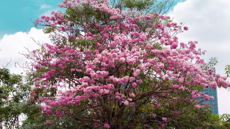 hoa-ken-hong:-sai-gon-hoa-nang-tho-trong-sac-hoa-ruc-ro-nhung-ngay-thang-ba