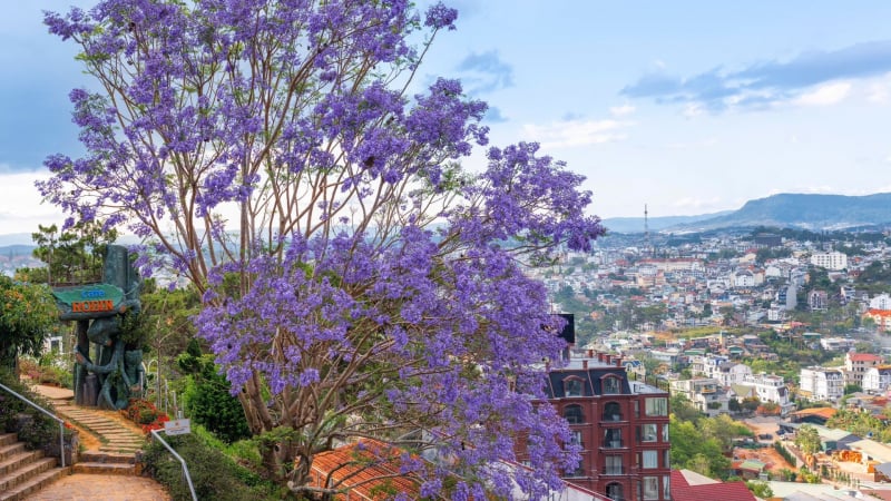 hoa-phuong-tim-da-lat-thang-3-co-gi-hap-dan-ma-khien-du-khach-ngan-ngo?