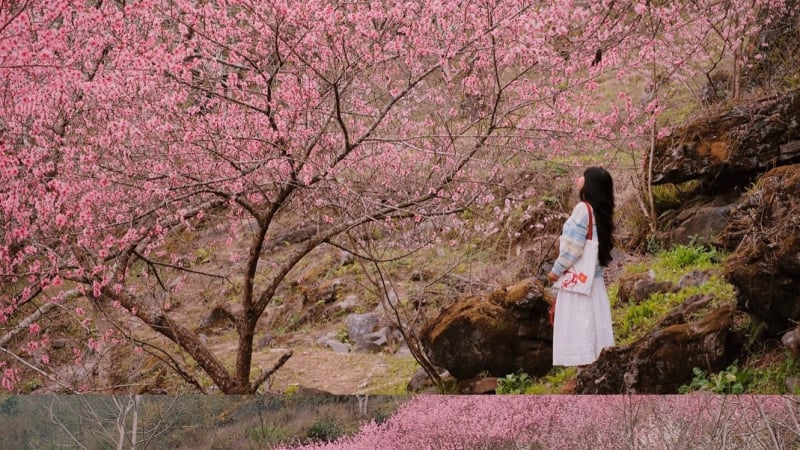 du-lich-tuyen-quang:-mua-xuan-nhuom-hong-da-xam