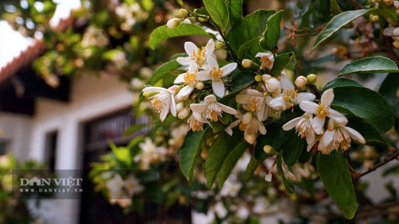 nguoi-xua-dan:-nha-co-5-huong-thom,-gia-dinh-nhan-phuoc-lanh,-don-may-man