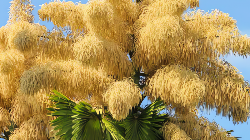 5-cay-canh-lieu-mang-de-no-ro,-gom-nhat-sinh-luc-may-muoi-nam,-loe-sang-mot-lan-roi-vut-tat