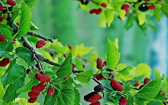 dung-chi-an-qua,-la-cay-nay-quy-nhu-nhan-sam-cua-nguoi-ngheo,-dang-vao-mua-di-cho-la-thay