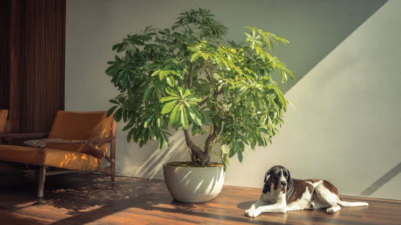 nguoi-xua-dan:-trong-5-cay-canh-trong-nha,-thinh-vuong-va-may-man-ghe-tham,-gia-dinh-tran-day-loc