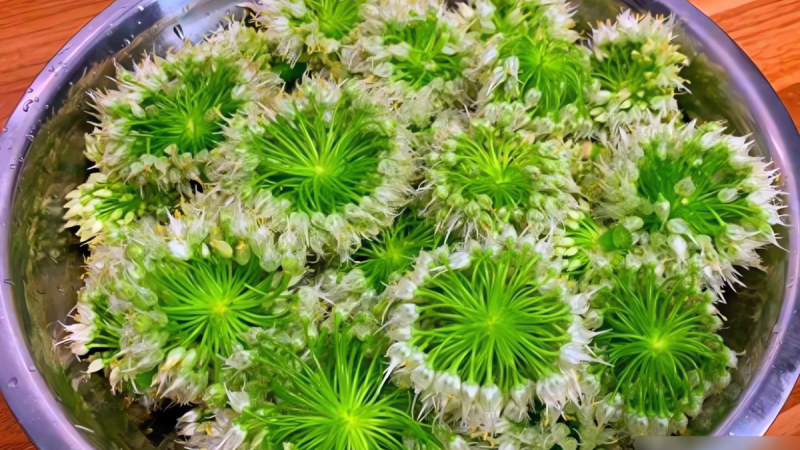 loai-rau-nhieu-nguoi-biet,-it-nguoi-an,-dung-chi-an-la,-hoa-cung-cuc-tuoi-ngon,-mem-mai,-thom-phuc