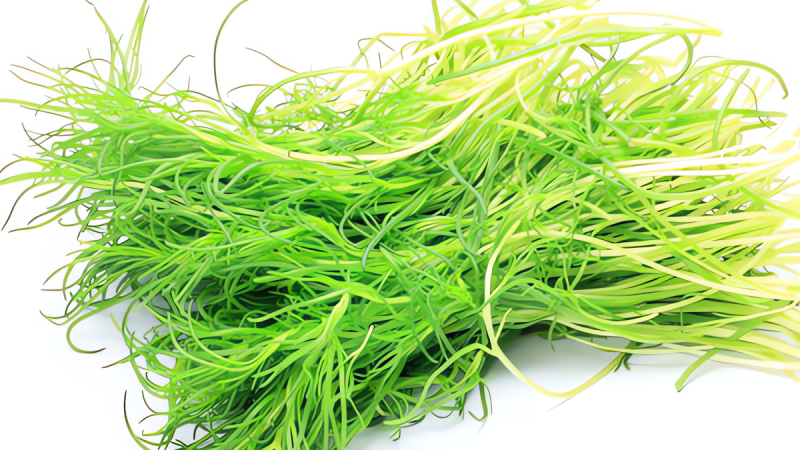 loai-rau-dai-vua-man-vua-chua,-mem,-ngon-neu-che-bien-theo-cach-nay,-huong-vi-mua-xuan-tran-ngap