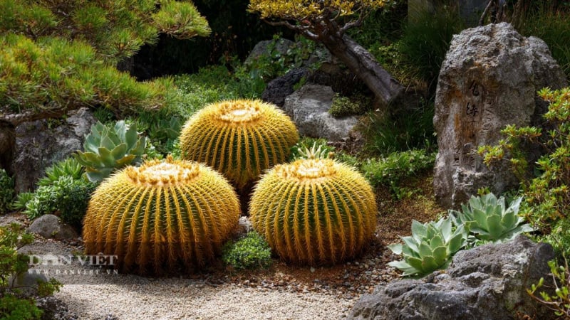 4-cay-canh-vang,-lap-lanh-anh-kim,-thu-hut-tai-loc,-mang-lai-may-man,-thinh-vuong-cho-gia-dinh