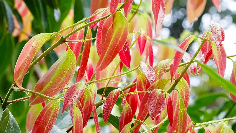 3-cay-canh-nguoi-giau-thich-nhat,-la-dep-hon-hoa,-trong-trong-nha-gom-du-uoc-nguyen-cua-cuoc-doi